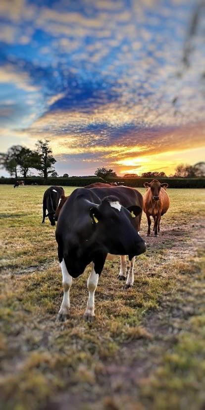 New Farm Cheshire Holidays Уинсфорд Екстериор снимка